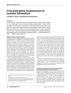 Clocked gene expression in somite formation Claudio D. Stern and Daniel Vasiliauskas