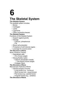 6 The Skeletal System •