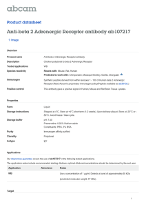 Anti-beta 2 Adrenergic Receptor antibody ab107217 Product datasheet 1 Image Overview