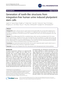 Generation of tooth-like structures from integration-free human urine induced pluripotent stem cells