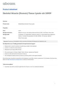 Skeletal Muscle (Human) Tissue Lysate ab138909 Product datasheet Overview Product name
