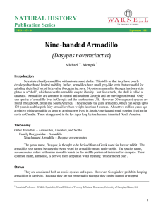Nine­banded Armadillo    NATURAL HISTORY (Dasypus novemcinctus