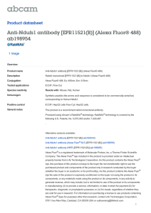 Anti-Ndufs1 antibody [EPR11521(B)] (Alexa Fluor® 488)