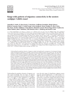 Range-wide patterns of migratory connectivity in the western Calidris mauri