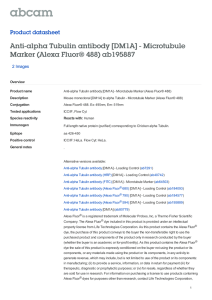 Anti-alpha Tubulin antibody [DM1A] - Microtubule Marker (Alexa Fluor® 488) ab195887