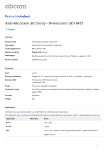 Anti-Aldolase antibody - N-terminal ab71433 Product datasheet 2 Images Overview