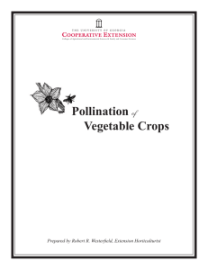 Pollination  Vegetable Crops of