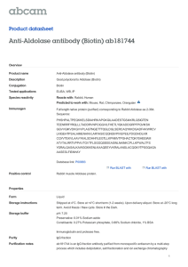 Anti-Aldolase antibody (Biotin) ab181744 Product datasheet