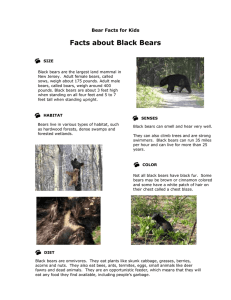 Facts about Black Bears Bear Facts for Kids