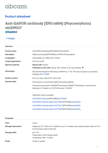 Anti-GAPDH antibody [EPR16884] (Phycoerythrin) ab209037