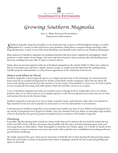 S Growing Southern Magnolia Gary L. Wade, Extension Horticulturist Department of Horticulture