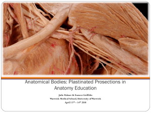 Anatomical Bodies: Plastinated Prosections in Anatomy Education Julie Palmer &amp; Frances Griffiths