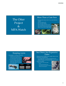 The Otter  Project More Than a Cute Face 3/3/2016
