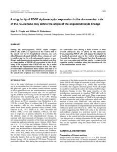 525 During rat embryogenesis, PDGF alpha receptor