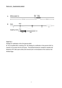 Rubin et al    Supplemental material  Suppl Fig 1: Zic4