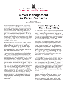 Clover Management in Pecan Orchards Pecan Nitrogen Use &amp; Clover Compatibility