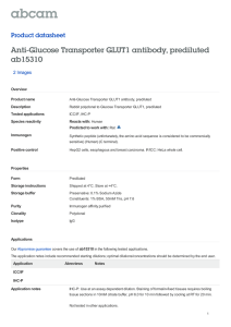 Anti-Glucose Transporter GLUT1 antibody, prediluted