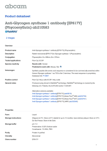 Anti-Glycogen synthase 1 antibody [EP817Y] (Phycoerythrin) ab210583