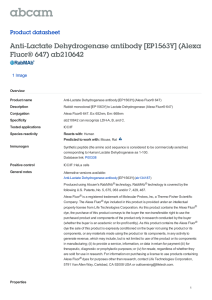 Anti-Lactate Dehydrogenase antibody [EP1563Y] (Alexa