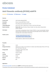 Anti-Vimentin antibody [RV202] ab8978 Product datasheet 29 Abreviews 13 Images
