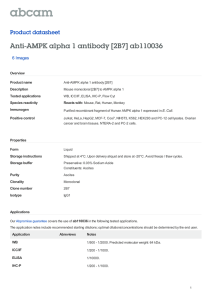 Anti-AMPK alpha 1 antibody [2B7] ab110036 Product datasheet 6 Images Overview