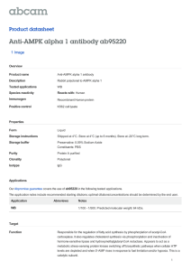 Anti-AMPK alpha 1 antibody ab95220 Product datasheet 1 Image