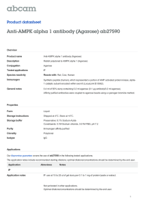 Anti-AMPK alpha 1 antibody (Agarose) ab27590 Product datasheet Overview Product name