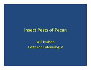 Insect Pests of Pecan Will Hudson Extension Entomologist