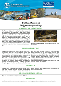 Flathead Gudgeon Philypnodon grandiceps DESCRIPTION AND CHARACTERISTICS