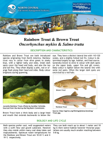 Rainbow Trout &amp; Brown Trout Oncorhynchus mykiss DESCRIPTION AND CHARACTERISTICS
