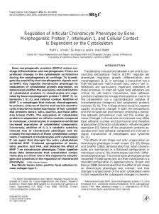 Regulation of Articular Chondrocyte Phenotype by Bone
