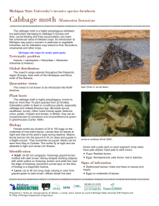 Cabbage moth Mamestra brassicae Michigan State University’s invasive species factsheets