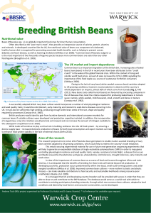 Breeding British Beans Nutritional value
