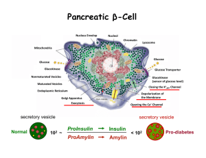 Pancreatic β-Cell
