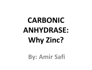 CARBONIC  ANHYDRASE: Why Zinc? By: Amir Safi