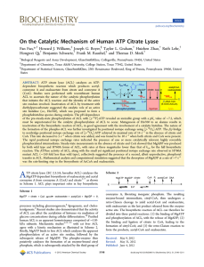 On the Catalytic Mechanism of Human ATP Citrate Lyase
