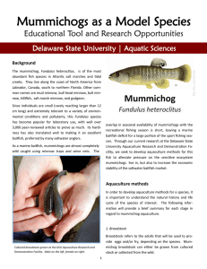 Mummichogs as a Model Species Educational Tool and Research Opportunities Background