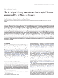 The Activity of Primary Motor Cortex Corticospinal Neurons Behavioral/Systems/Cognitive
