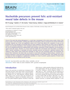 BRAIN Nucleotide precursors prevent folic acid-resistant neural tube defects in the mouse