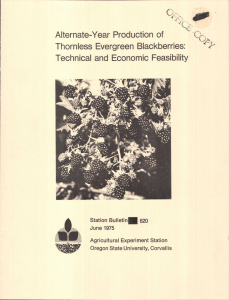 Alternate-Year Production of Technical and Economic Feasibility Thorniess Evergreen Blackberries: Station Bulletin