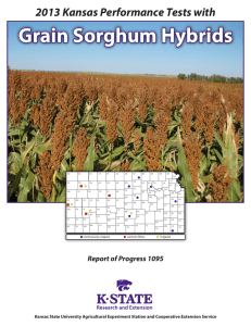 Grain Sorghum Hybrids 2013 Kansas Performance Tests with Report of Progress 1095