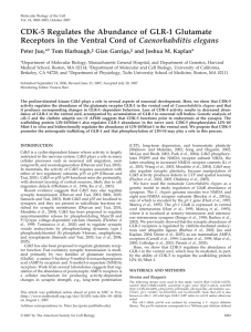 CDK-5 Regulates the Abundance of GLR-1 Glutamate Caenorhabditis elegans Peter Juo,* Tom Harbaugh,