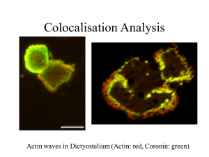 Colocalisation Analysis Actin waves in Dictyostelium (Actin: red, Coronin: green)