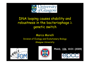 DNA looping causes stability and robustness in the bacteriophage λ  Marco Morelli