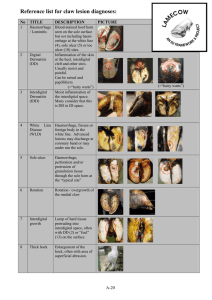 Reference list for claw lesion diagnoses: No  TITLE DESCRIPTION PICTURE