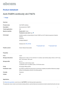 Anti-FABP4 antibody ab174676 Product datasheet 1 Image