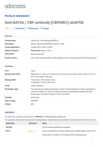 Anti-KAT3A / CBP antibody [CBP5I001] ab50702 Product datasheet 1 Abreviews 5 Images