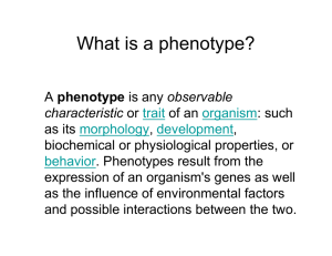 What is a phenotype?