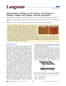 Self-Assembly of Collagen on Flat Surfaces: The Interplay of