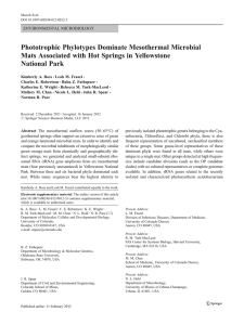 Phototrophic Phylotypes Dominate Mesothermal Microbial